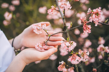 Tree blossom in woman hands. Flower tree with tender flowers. Closeup