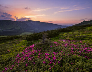 Naklejka na ściany i meble Pink rose rhododendron flowers on summer mountain slope