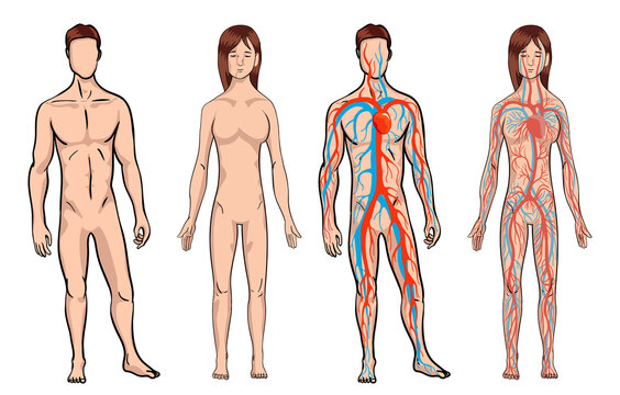 Circulatory system. Medical illustration anatomy of human body system. Male and woman circulatory system set on a white background. Body vitality. illustration