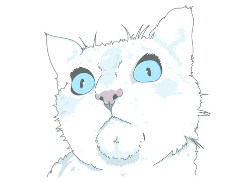 Visage chat blanc