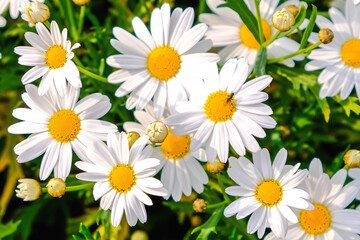Wild daisy flowers growing on meadow. Meadow with lots of white and pink spring daisy flowers. panoramic spring web banner.