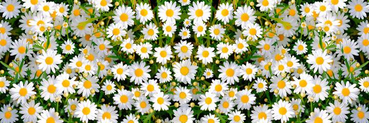 Wild daisy flowers growing on meadow. Meadow with lots of white and pink spring daisy flowers....