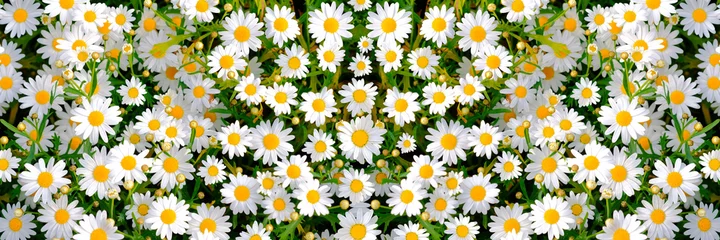 Foto op Canvas Wild daisy flowers growing on meadow. Meadow with lots of white and pink spring daisy flowers. panoramic spring web banner.. © suriyapong