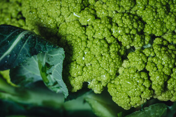 Raw fresh green cauliflower from Puglia © sabino.parente