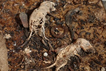 ネズミ捕りにかかったネズミの死体　腐敗、白骨化