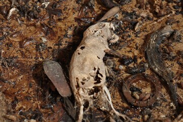 ネズミ捕りにかかったネズミの死体　腐敗、白骨化