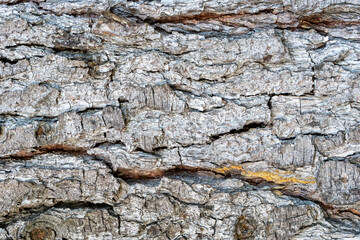 Cracked weathered bark of an old pine trunk