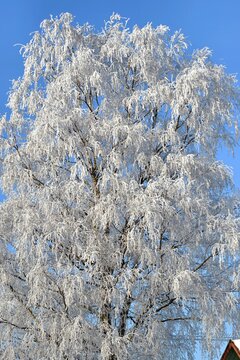 Birch decorated with frost.