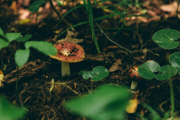 Wild mushroom in the forest, natural food, summer harvest. Wallpaper, natural background, beautiful photo with soft focus and tinting.
