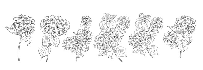 Set of differents hydrangeas on white background. - obrazy, fototapety, plakaty