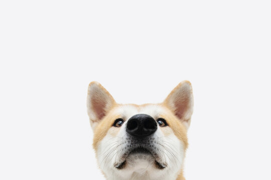 Close-up hide akita dog head. Isolated on white background.