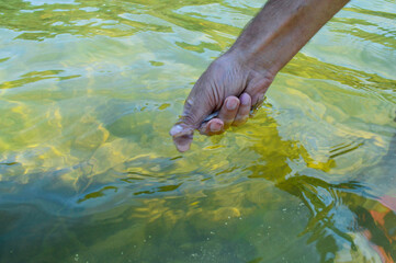 Fish in man's hand, saving nature, fish on the background of the river in soft green background. Catching fish in fresh water. Save planet