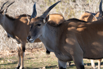 Antelope in the woods