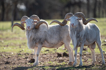 mountain goats on the meadow