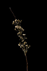 Dried dead flower spirea isolated on black background. Sample of a flower in oriental style with pastel colors.