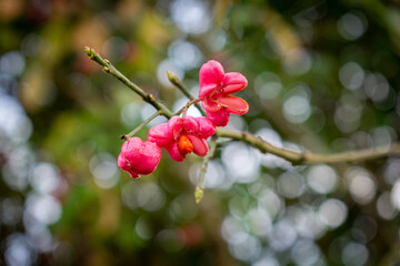 Spindle (Euonymus europaeus) flowers on a branch dripping with morning dew