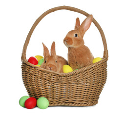 Adorable furry Easter bunnies in wicker basket with dyed eggs on white background