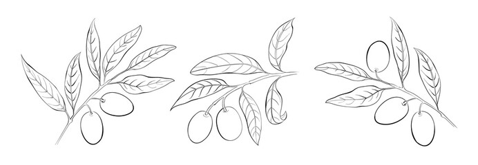 Set of differents olive branch on white background.
