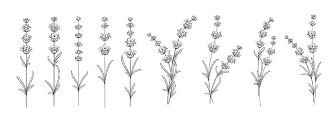 Set of differents lavender on white background. © Kotkoa