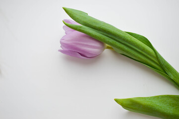 Beautiful purple tulip and green leaf on white background. Spring concept, woman's day celebrating. Copyspace