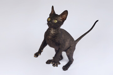 playful black kitten of the Cornish Rex breed. photo shoot on a white background