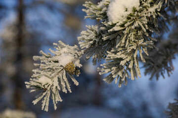 Cone on a pine branch covered with snow. Winter sunny day