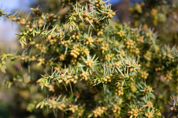 Fototapeta na wymiar Closeup of green juniper tree. Spring season and alternative medicine concept. Selective focus
