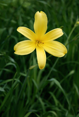 Close up of a single Yellow Daylily, Hemerocallis lilioasphodelus.