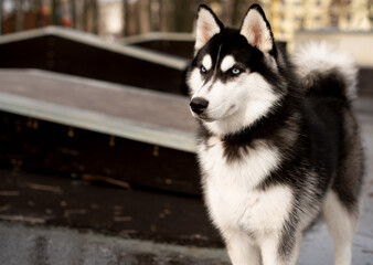 Husky dog ​​on the background of the park, skatepark.