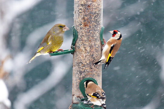 European Goldfinch (Carduelis carduelis) and Greenfinch (Chloris chloris) on a silo bird feeder during snow storm