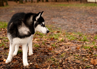 Husky dog ​​on a background of the park.