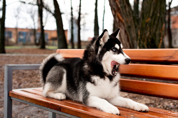 Husky breed dog lies on a bench. Background park