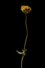 Dried dead Yellow flower isolated on black background. Sample of a flower in oriental style with pastel colors.
