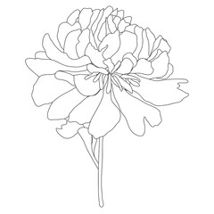 Abstract Hand Drawn contour silhouette flower. Vector Illustration EPS10