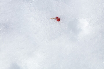 Red rowan berry in the snow. There is a place for text minimalism