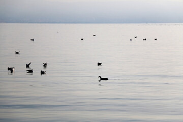 Seagulls at the sea. Picturesque landscape in Split, Croatia.