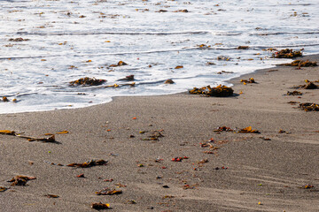 Fototapeta na wymiar Bright sandy beach with waves and seaweed