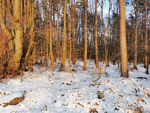 Baumstämme im Wald im Winter strahlen im warmen Sonnenlicht