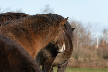 Herd of wild Exmoor pony heads. Chestnut color horses. On the grass in nature. in Fochteloo National Park, The netherlands