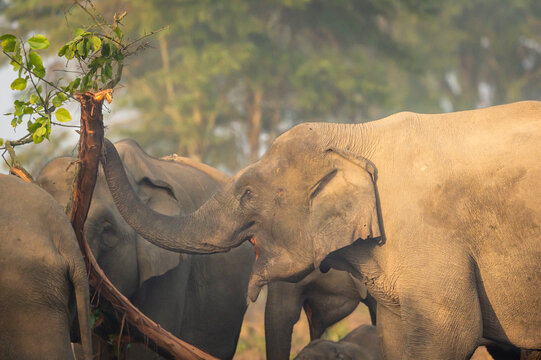 wild asian elephant eating bark of tree at dhikala zone of jim corbett national park uttarakhand india - Elephas maximus indicus