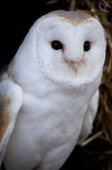 Barn Owl