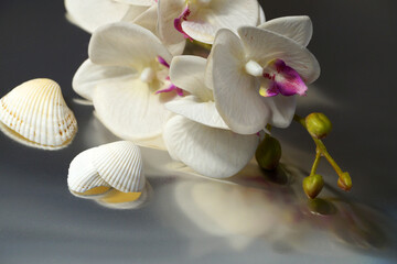 white orchid and seashells on gray abstract blurred background