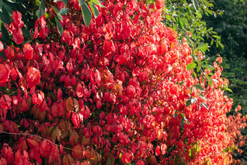Autumnal ornament, red leaves