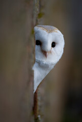 Barn Owl