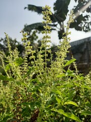 Basil flowers in the garden