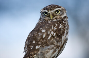 Little Owl