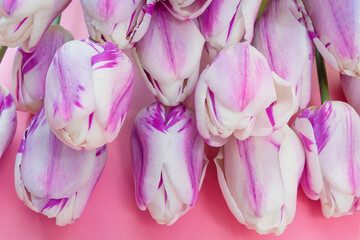 Tulips of white and purple color on a pink background.Close up.Soft focus.Сoncept of decoration,cover design,calendars.