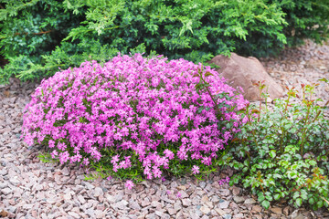 Bright pink spring blooming ground cover flowers.Selective focus. Composition of subulate phlox, juniper and rose. Garden decoration and landscaping concept.