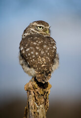 Little Owl