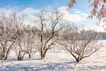 Fototapeta na wymiar Winter in Catherine park, Tsarskoe Selo (Pushkin), Saint Petersburg, Russia
